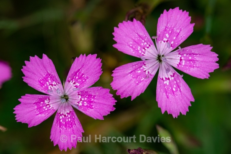 Maiden pink (Dianthus deltoides) - Gargano - Wild Flowers