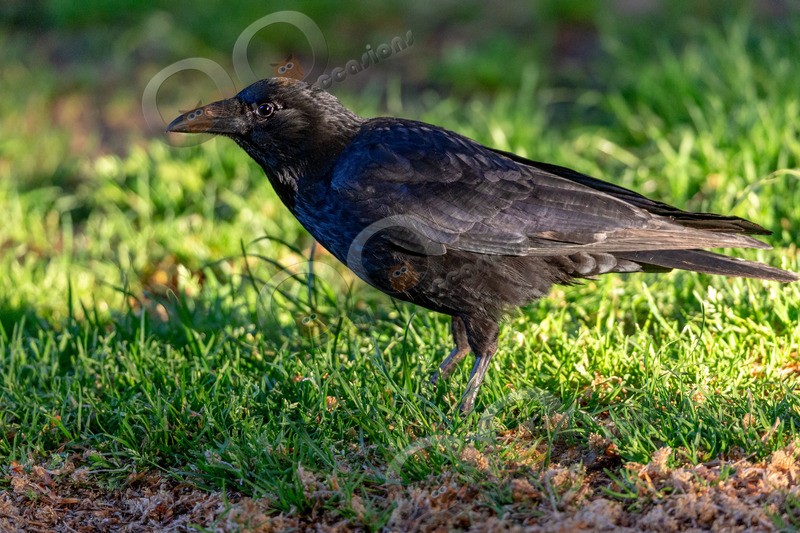 carrion crow Corvus corone-5828 - UK birds