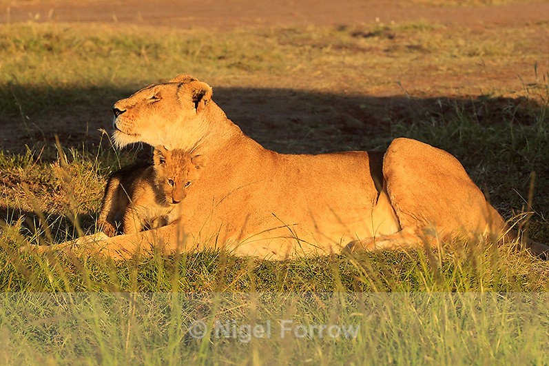 Lioness and cub in early morning sun - Lion