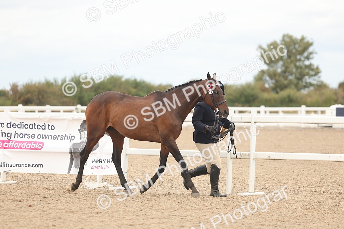 SBM_17061 - Class 313 - IH Retired Racehorse
