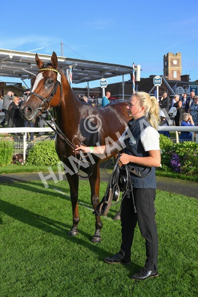 yr08102021r5-30 - Race 5 4.20pm Copper Knight - Winning Most Horse At York Handicap