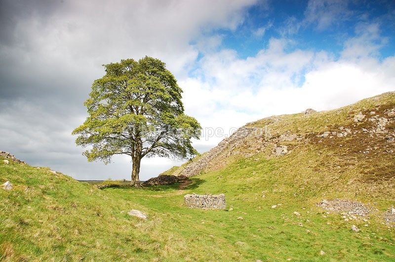 Robin Hood Prince of Thieves Sycamore Tree at Sycamore Gap on Hadrains Wall