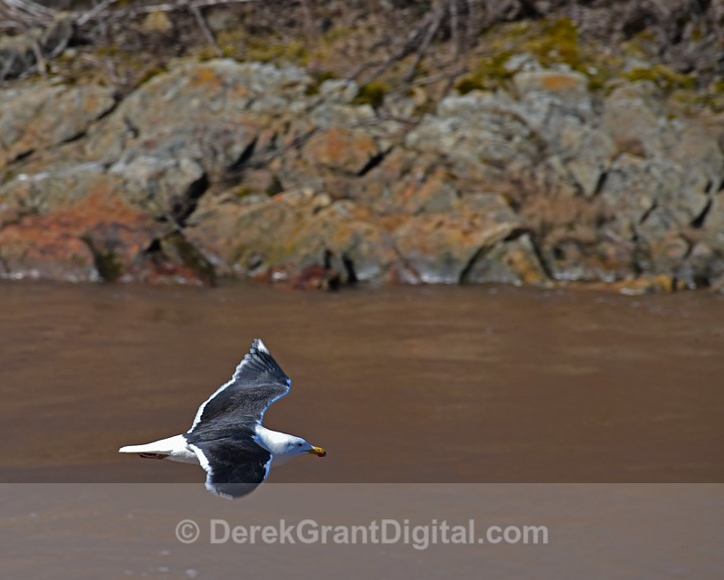 Great Black-backed Gull in Flight