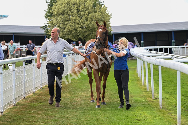 140726-Zivas Star-1226 - Race 5 16.23pm Connexin Gigabit Gallop Handicap