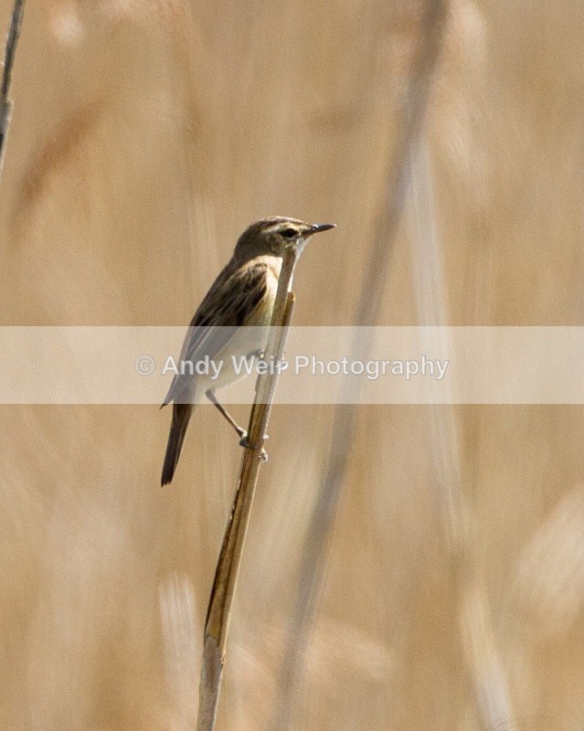 20110425-IMG_5106 - Sedge Warbler