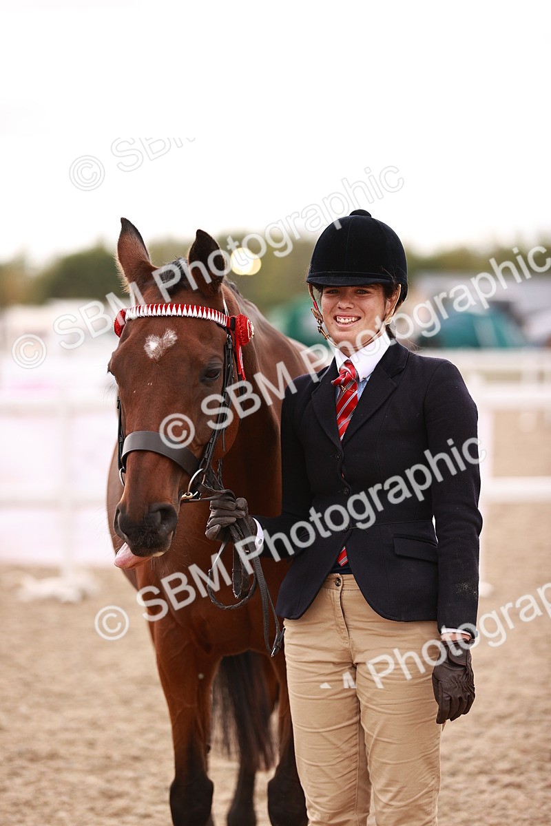 SBM_16221 - Class412 - Handsome Gelding (IH  or Ridden) Adult