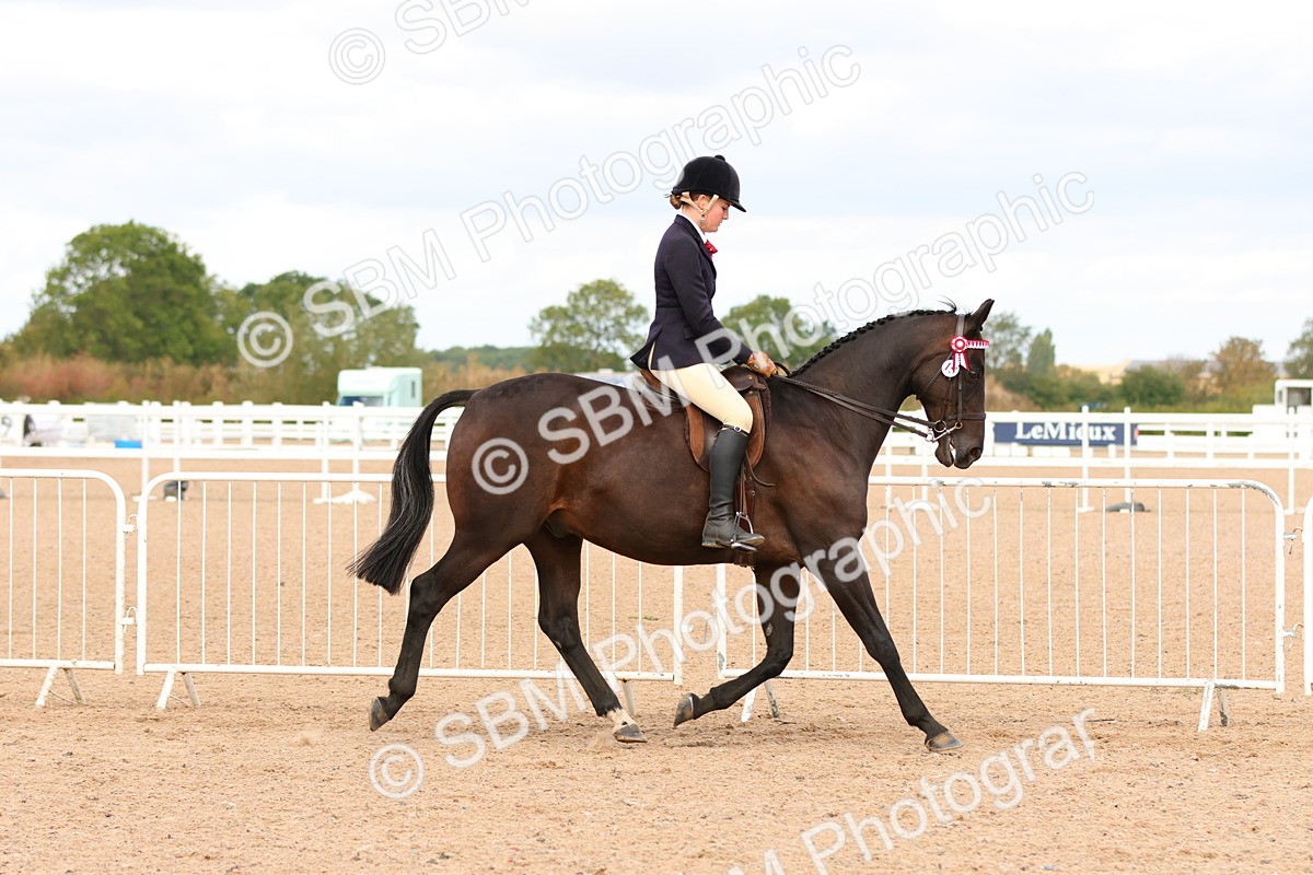 SBM_14086 - Class 213 - Ridden Hack Riding Horse