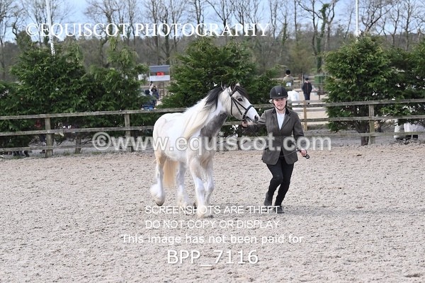 BPP_7116 - RING 1  (RIDDEN HORSES / IN HAND / VETERAN ETC)