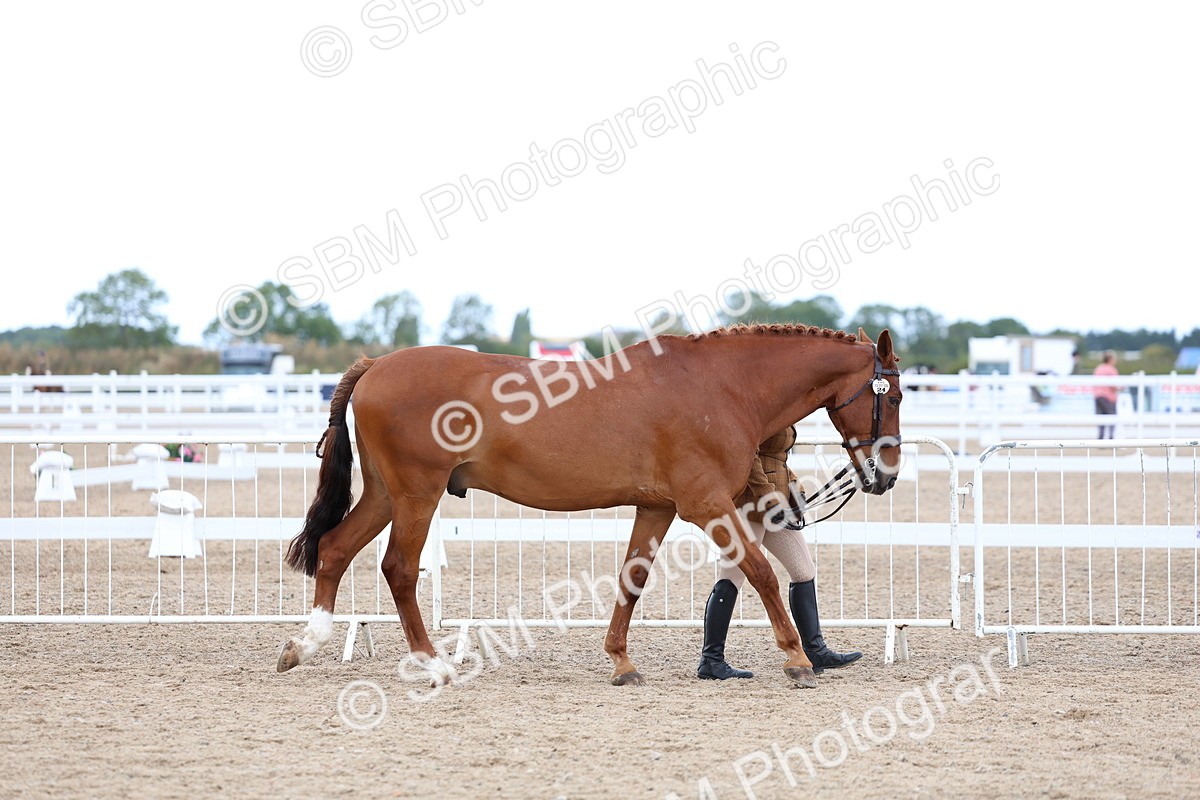 SBM_04989 - Class 27 - IH Competition Horse or Pony