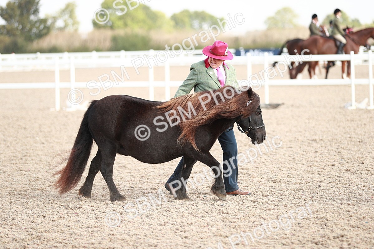 SBM_11746 - Class 206 IH Non Show Type Pony