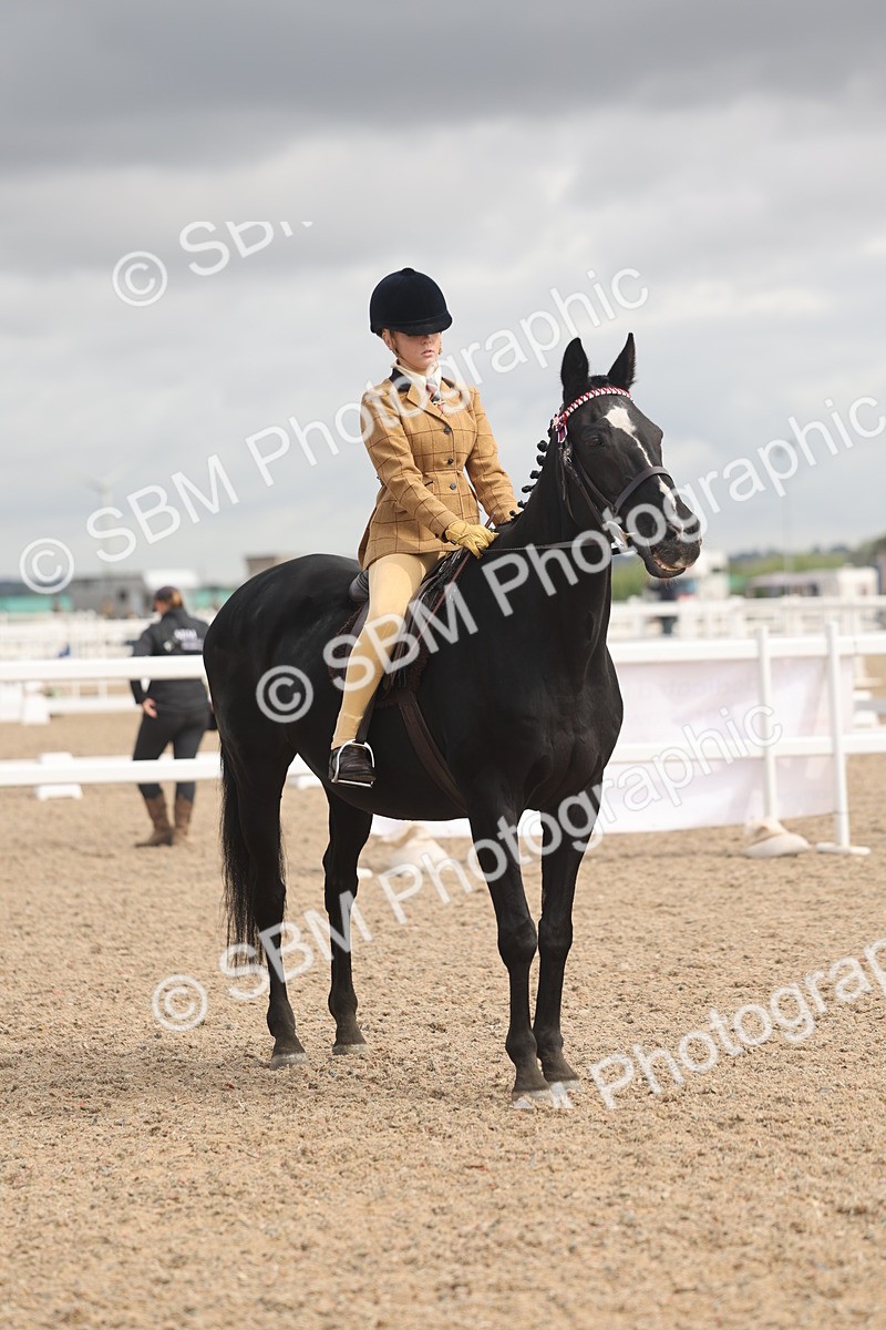 SBM_04399 - Class 18 - Handsomest Gelding (IH or Ridden)