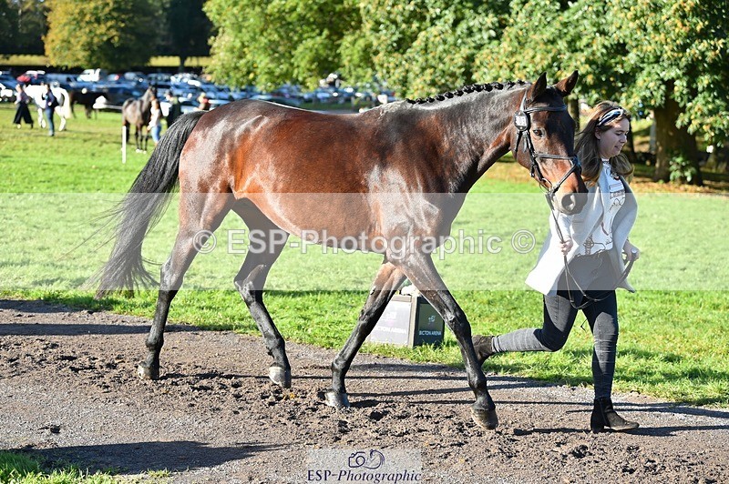 231022-101112-22291 - 503-JAGUAR.MAID-Isobel.Lole-TrotUp+SJ