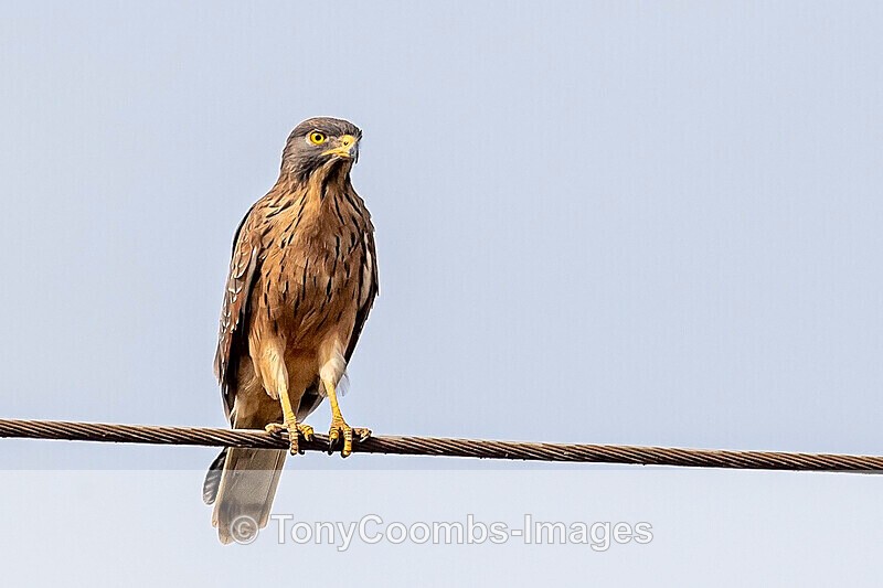 Grasshopper Buzzard - The Gambia