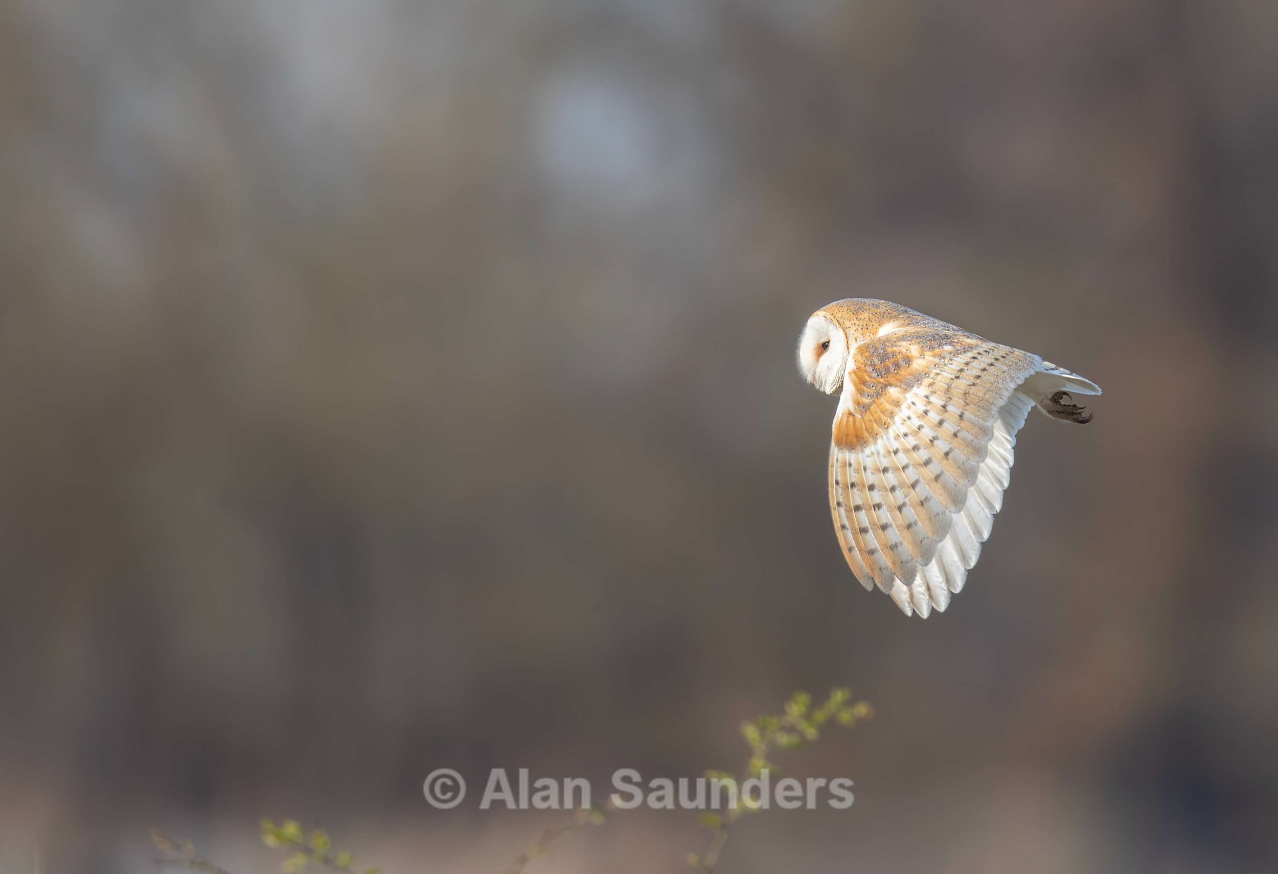Barn Owl 12 (female)