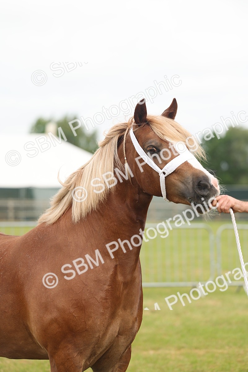 SBM_04980 - Class 50-57 - M&M Welsh Pony In Hand