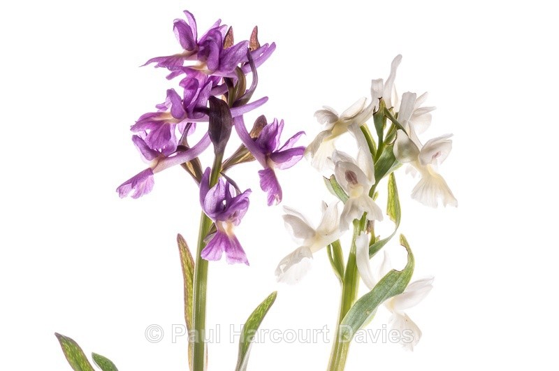  - WB: Orchids - Various