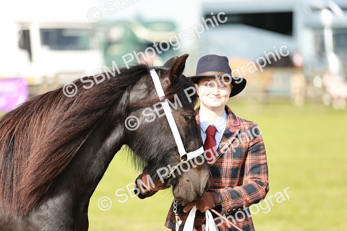 SBM_00747 - Class 14-23 - Mountain & Moorland In Hand Non Welsh
