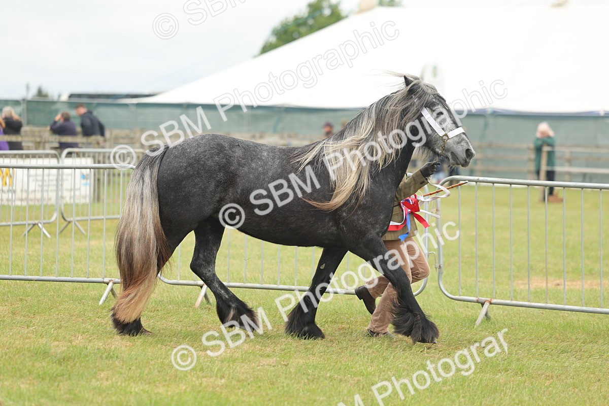 SBM_05060 - Class 50-57 - M&M Welsh Pony In Hand