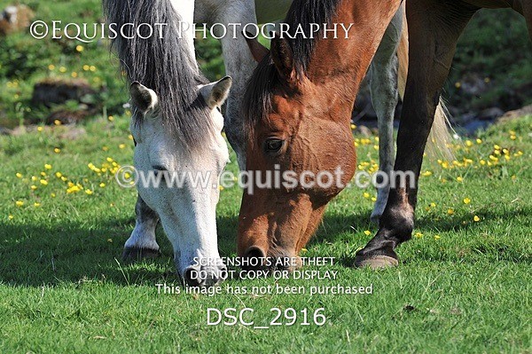 DSC_2916 - ARCHIVE REQUEST - Quincy and Guinness