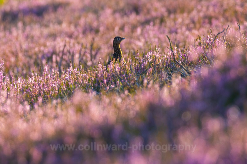 Grouse in Heather.    ref 3005 - macro and nature.