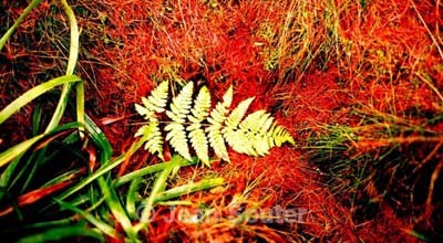 C44 - Colour Images