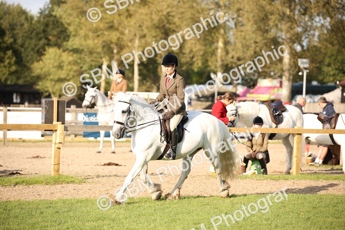 SBM_54329 - S27 - Mature Veteran - Ridden