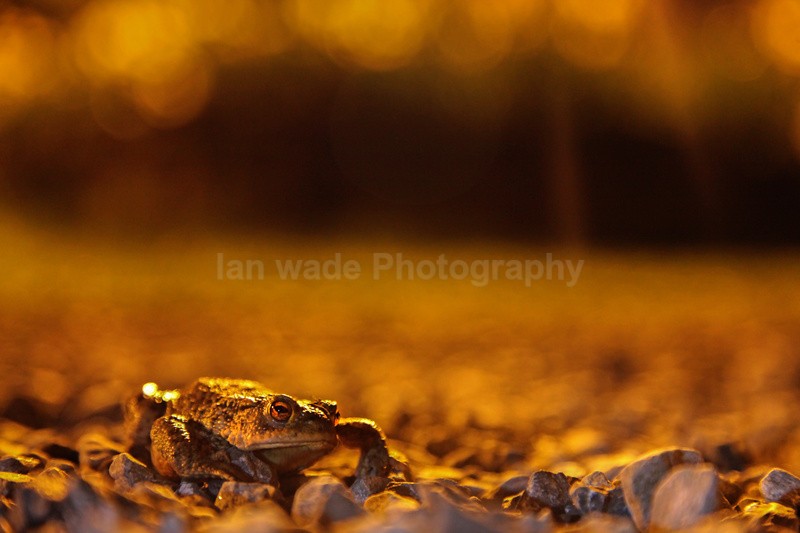  - Reptiles, amphibians & pond life, Great Britian