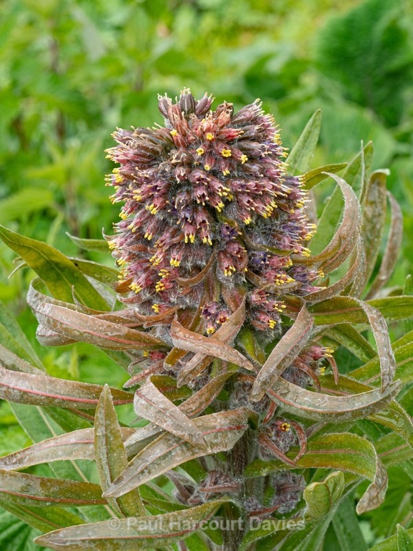 Apennine hound's tongue (Solenanthus apenninus) - Wild Flowers - 2