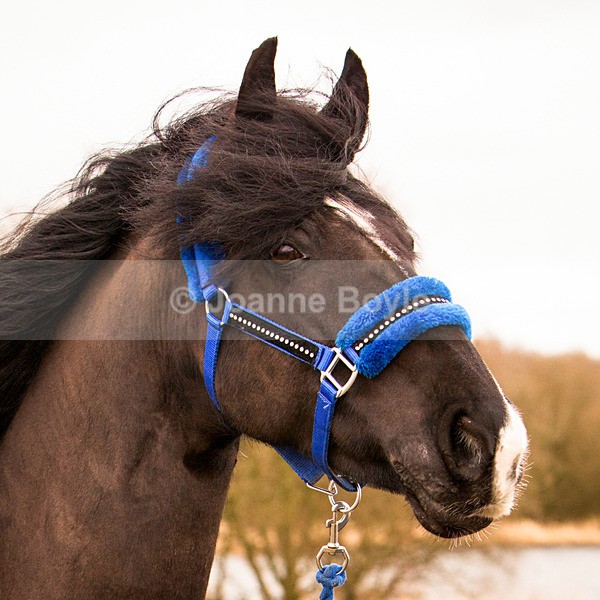 Headshot of black horse - Equine Gallery Portfolio