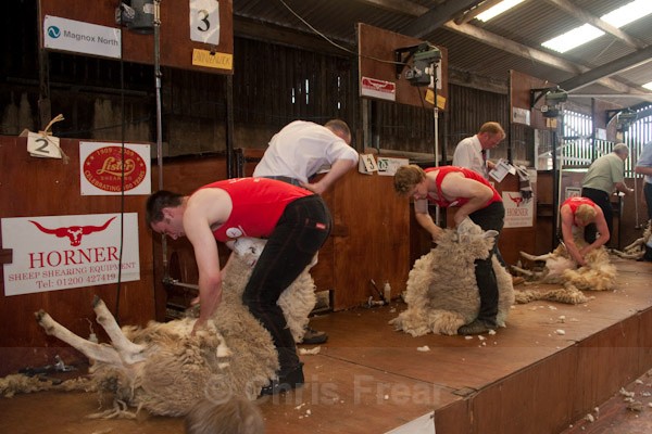 20 - Shearing Competition