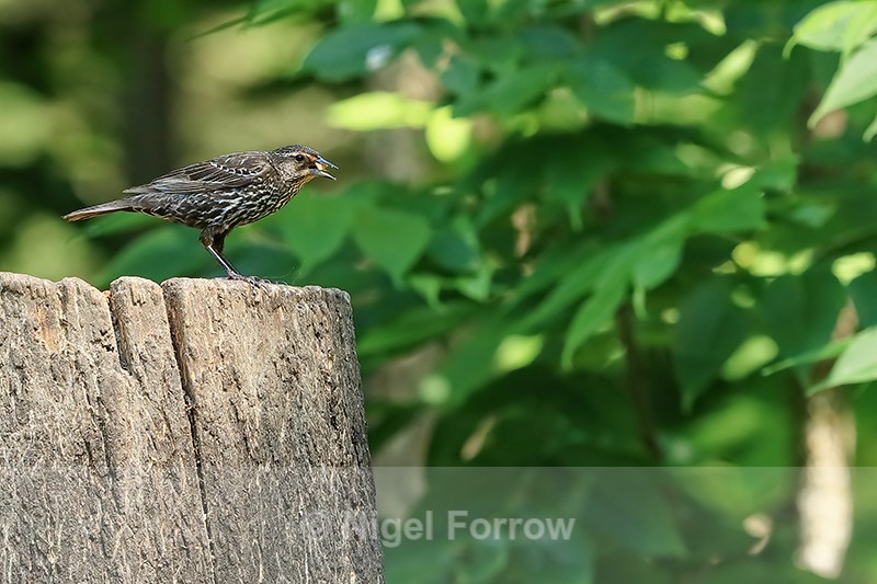Red-winged Blackbird (female), Minnesota, USA - Red-winged Blackbird