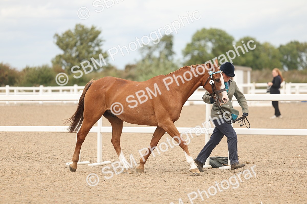 SBM_16959 - Class 312 - IH Competition Horse-Pony