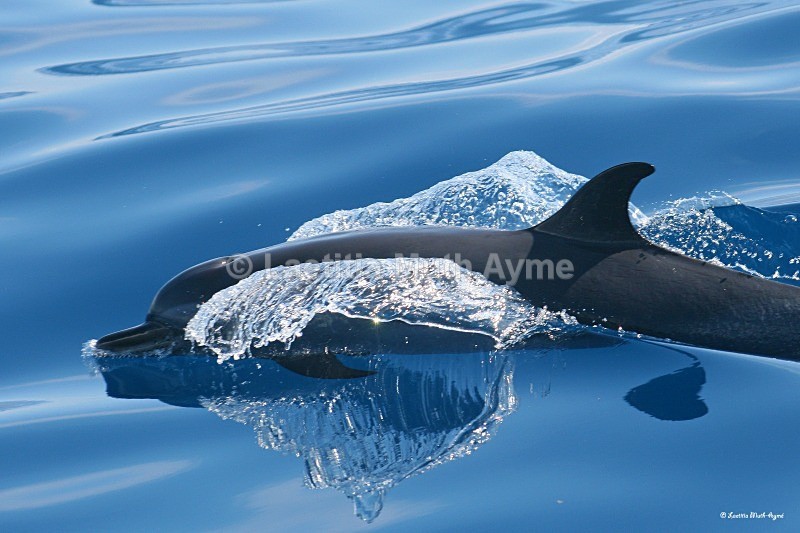 IMG_7460 Mayotte - Marine wildlife