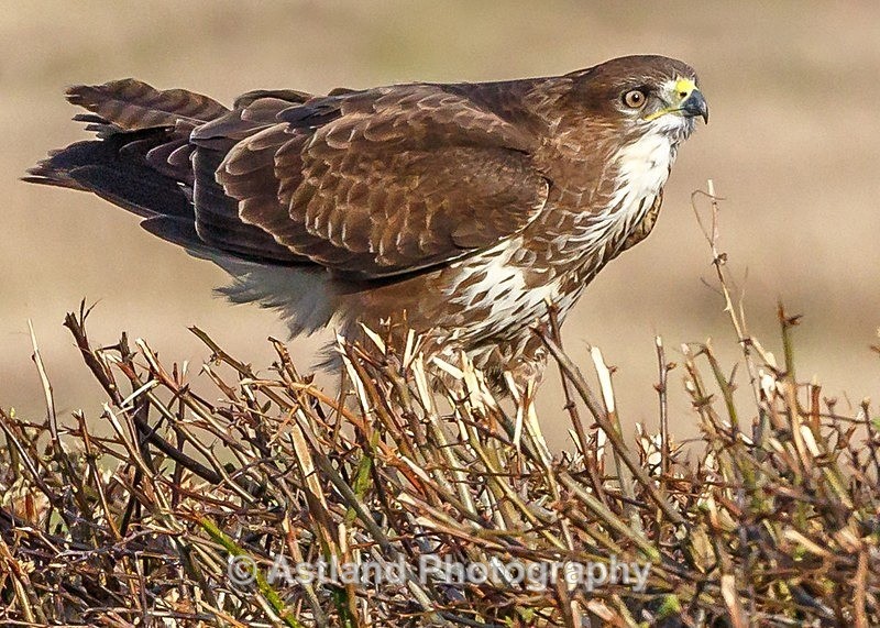 Astland Photography, Bird and Wildlife Images, Susan and Peter Wilson, U.K.