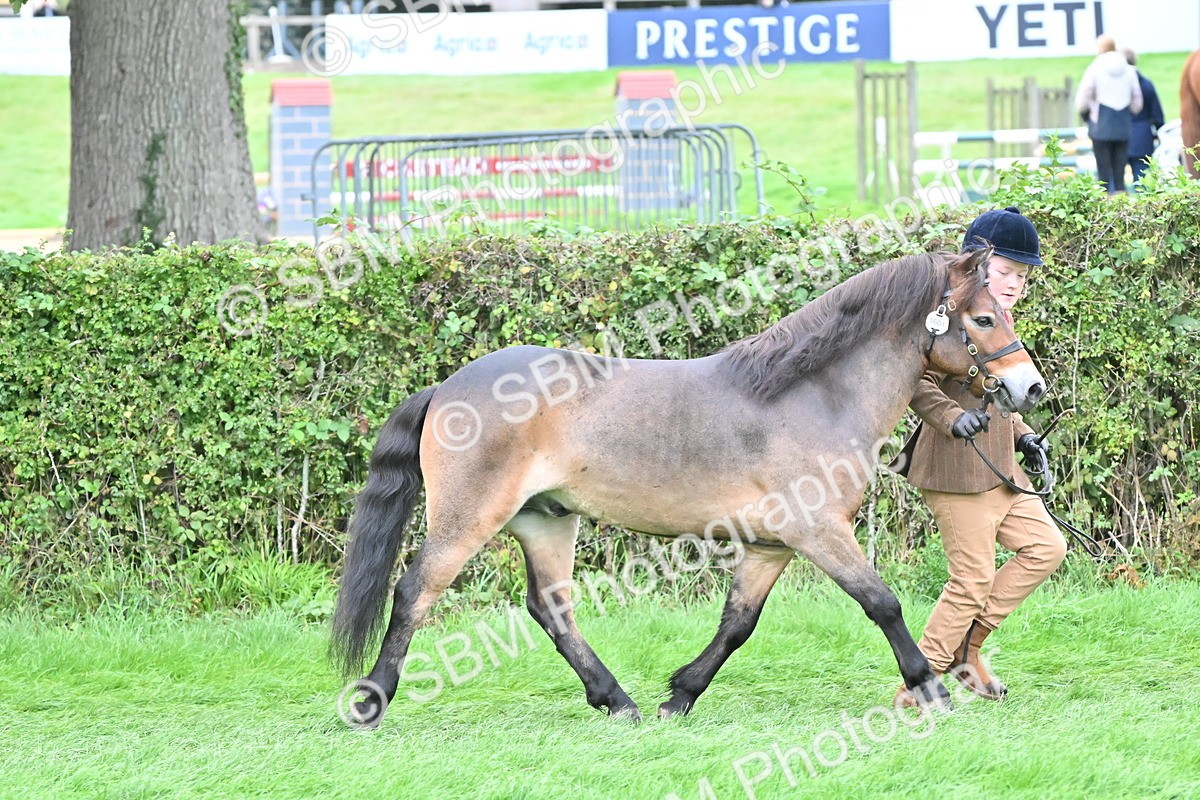 SBM_61008 - S48 - Mountain & Moorland In Hand Small Breeds