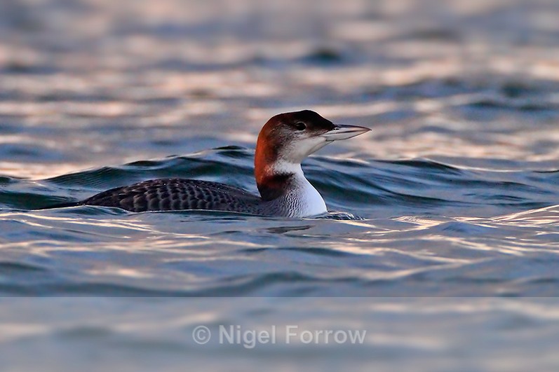 Great Northern Diver (juvenile) at Farmoor Reservoir near sunset - Great Northern Diver