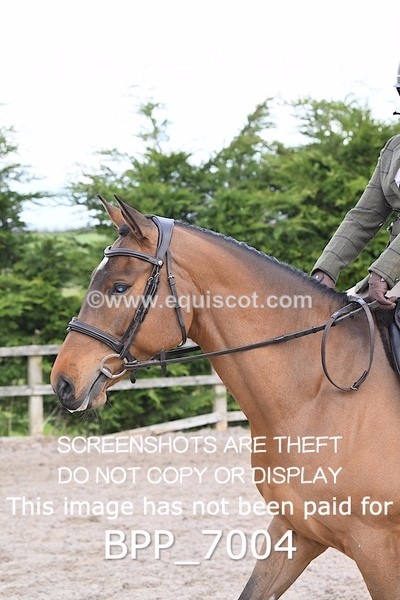 BPP_7004 - RING 1  (RIDDEN HORSES / IN HAND / VETERAN ETC)