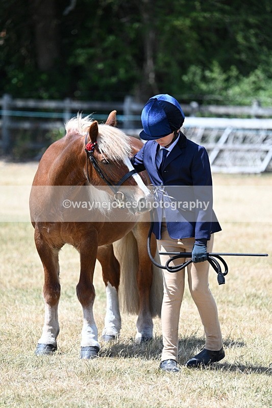 WJ7_2526 - Most Handsome Gelding Champs