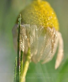 050jpg - Flowers and Nature
