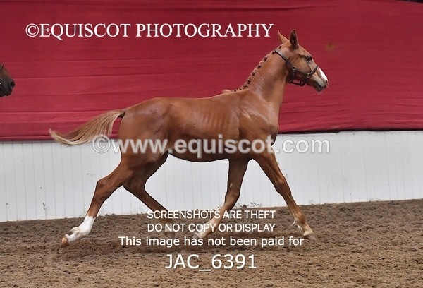 JAC_6391 - 19 Luca