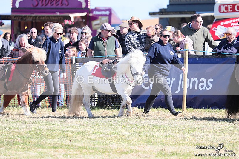 Shet 060426 16 - Shetland Pony Racing Paxford Races Easter Mon 06/04/26