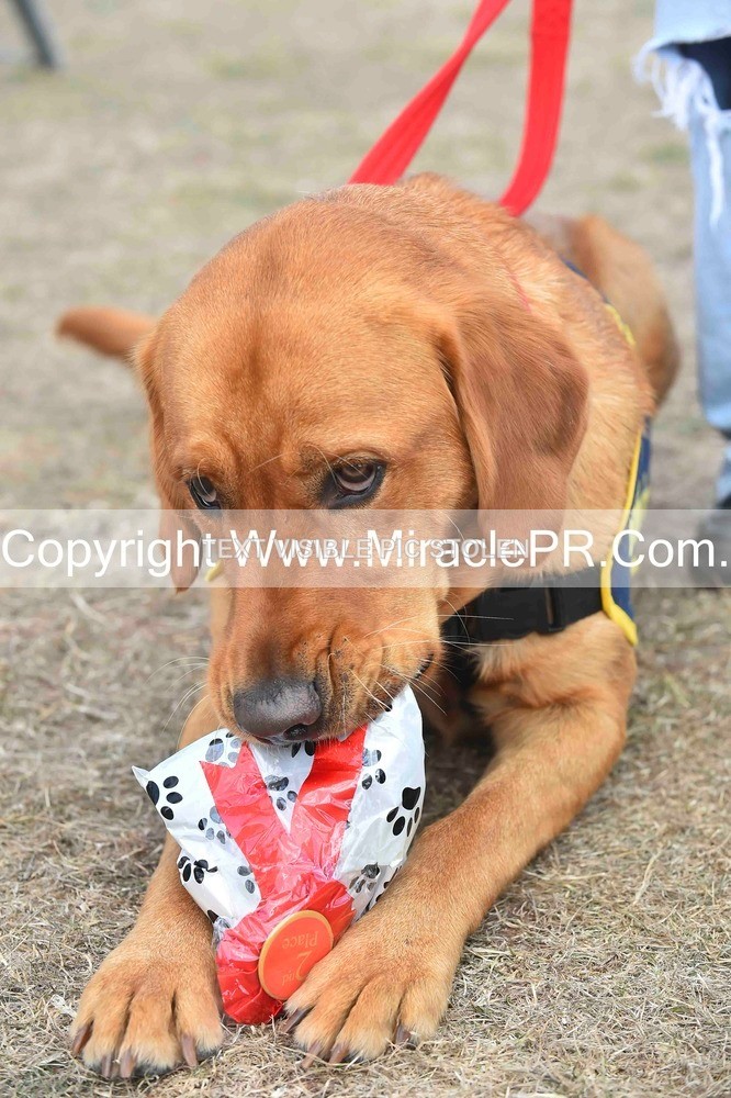 SH4_0166 - Dog show.