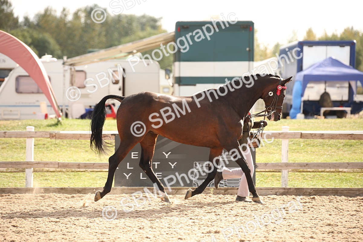 SBM_08193 - Class 27 - IH Competition Horse-Pony