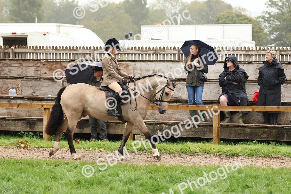 SBM_72976 - S63 Show Pony & Show Hunter Pony Ridden