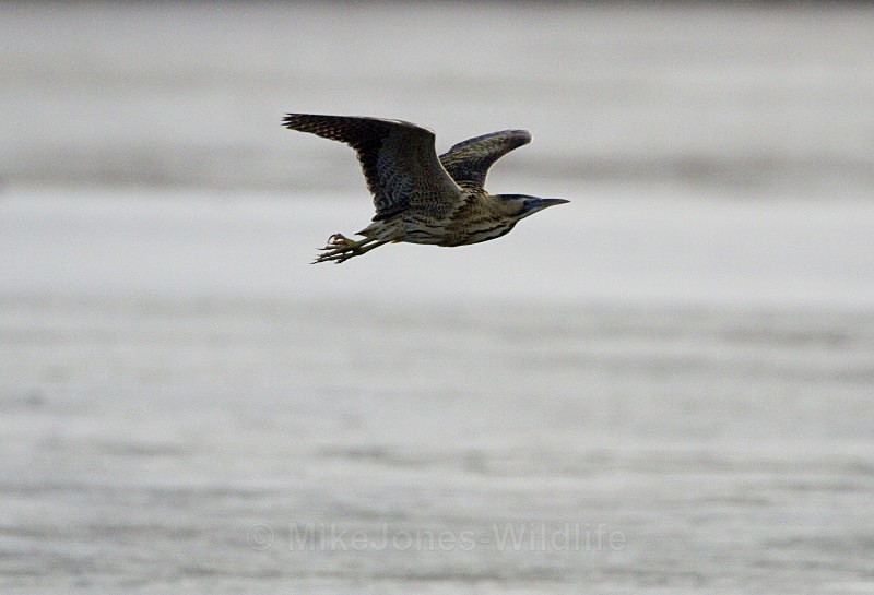 BITTERN, LEIGHTON MOSS, JAN 2011 - BITTERNS