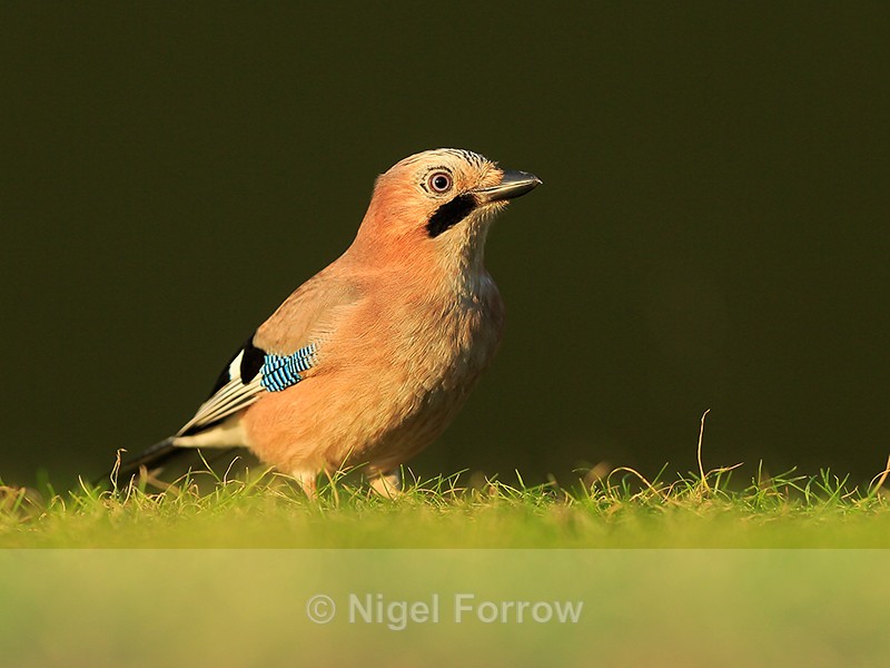 Jay standing on grass, Worcestershire - Jay