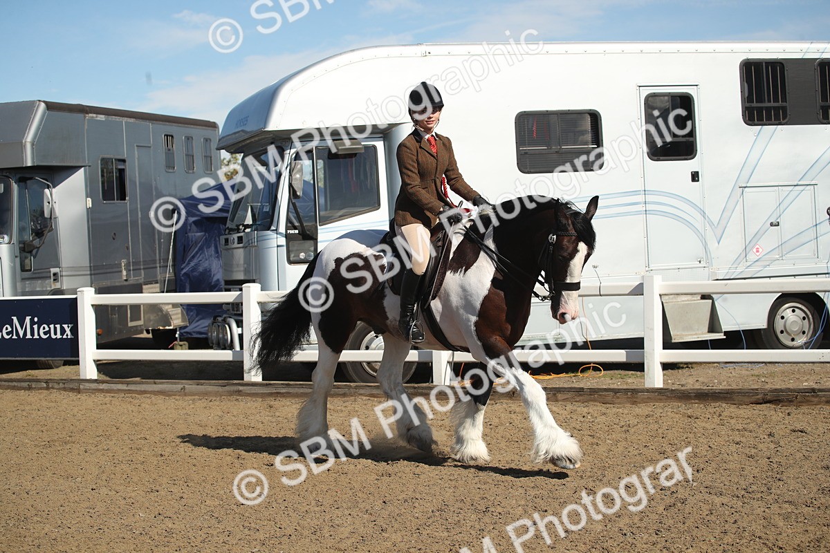 SBM_12795 - Class 504b - Junior Working Veteran - 40cm (20+)