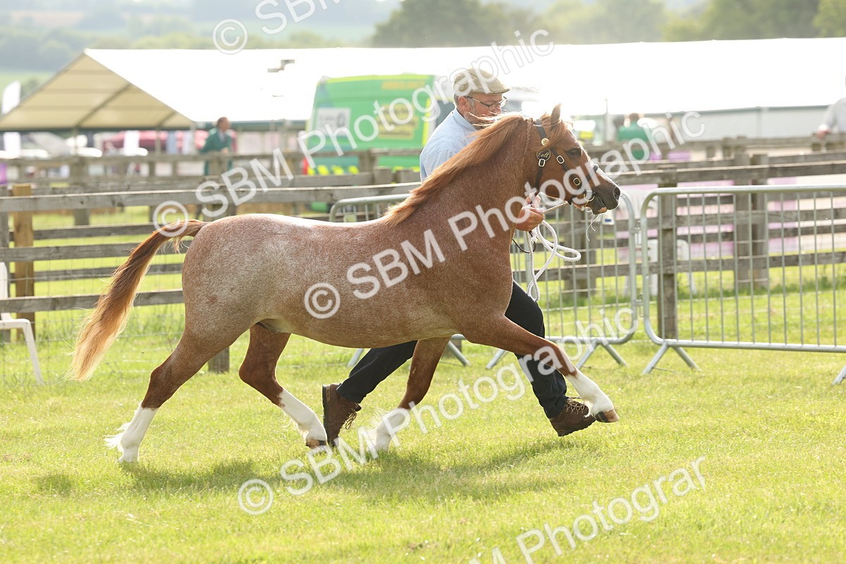 SBM_00465 - Class 6-13 - Mountatin and Moorland In Hand Welsh Breeds