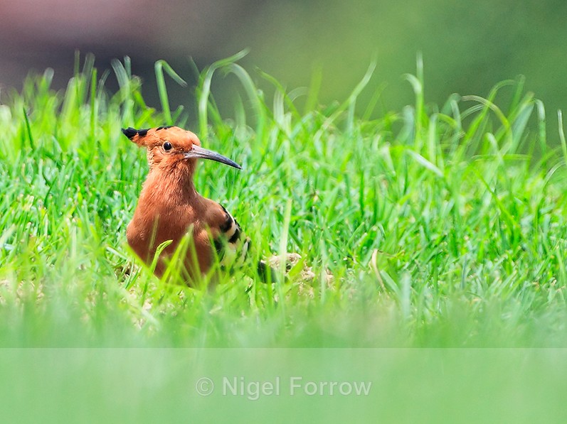 Eurasian Hoopoe standing in grass, Kenya - Eurasian Hoopoe