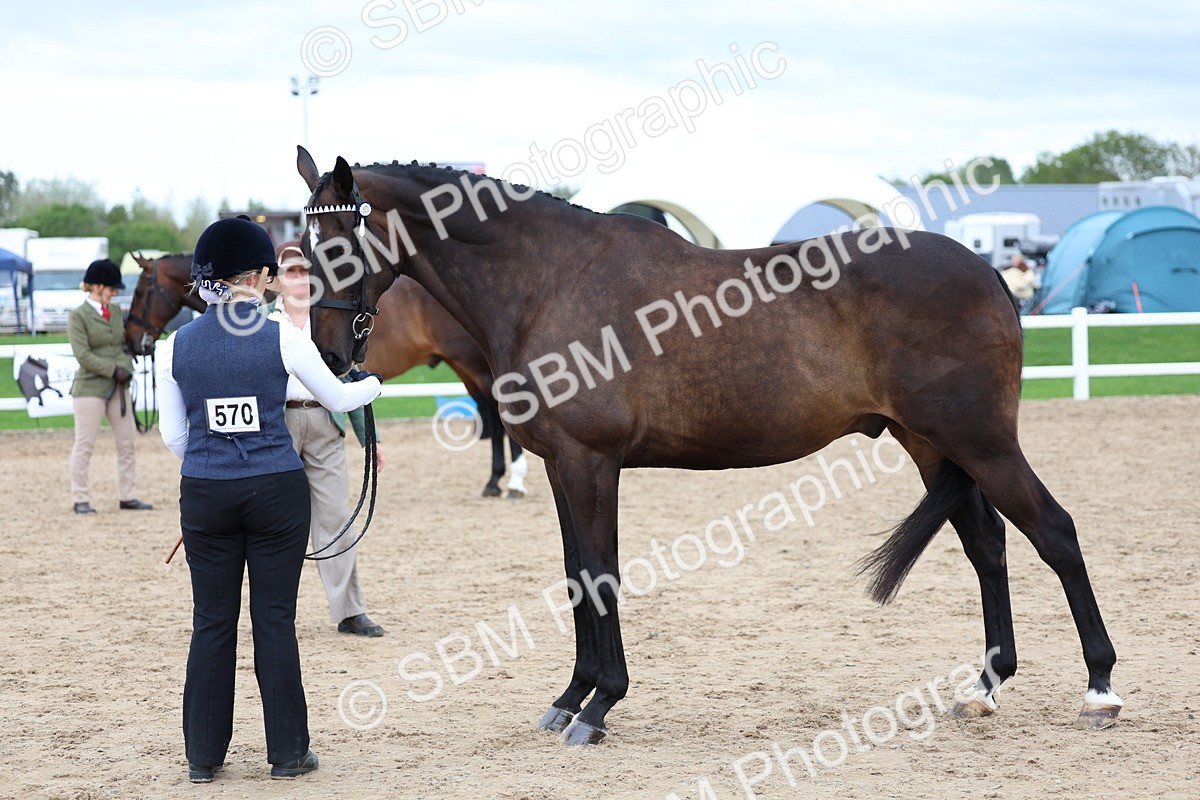 SBM_05739 - Class 28 - IH Veteran Horse